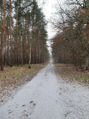 winter wald