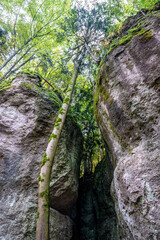 Rocks and trees with moss and leaves in autumn colors in the stone city near Krottensee in Franconian Switzerland