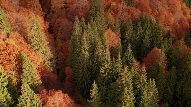Aerial tilt up shot of pine trees between yellow and red trees in fall mountain valley. Flying over colorful autumn forest tree crowns at sunrise. 