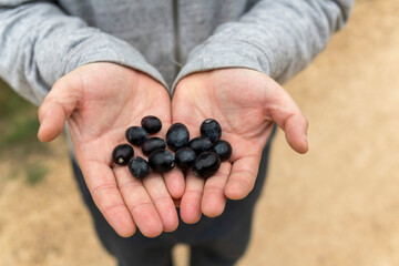 hands full of black olives