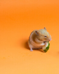 Syrian hamster eating cucumber on an orange background
