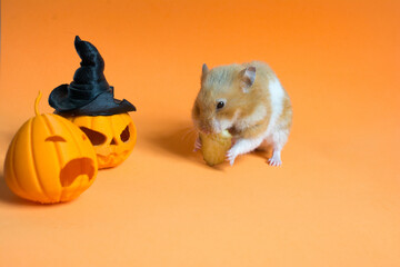 Hamster eating masonic on orange background with halloween objects