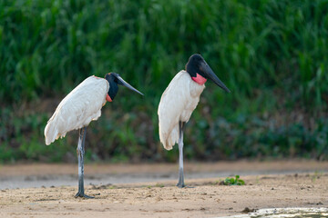 The Jabiru stork (Jabiru mycteria)