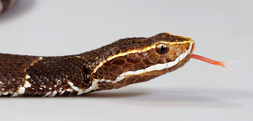 Taylors Mokassinotter // Taylor's cantil  (Agkistrodon bilineatus taylori, Agkistrodon taylori)