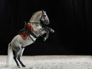 A gray thoroughbred stallion with a long mane and tail stands on its hind legs. Horse with saddle...
