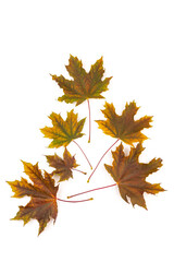 Colored autumn maple leaves on a white background.