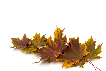 Colored autumn maple leaves on a white background.