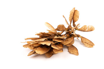 Ripe seeds of Amur maple, Acer ginnala, isolated on white background