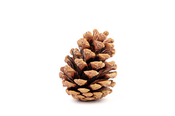 Pine cones isolated on a white background, photography