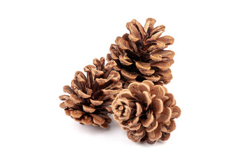 Pine cones isolated on a white background, photography