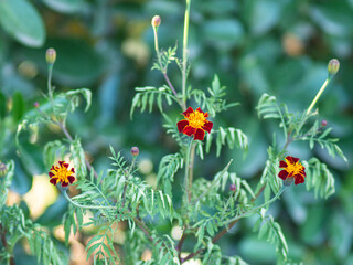 French marigold (Tagetes patula)
