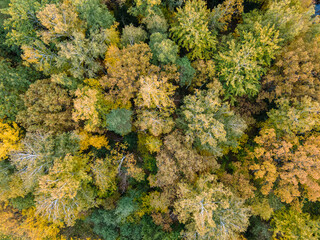 Tree leaves in autumn