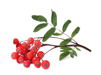 Bunch of ripe rowan berries with green leaves on white background - obrazy, fototapety, plakaty