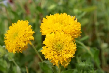 Yellow Marigold (Tagetes) was a sacred flower to the Aztecs.with blur background