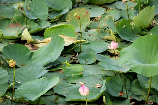 Image of lake of lotus
