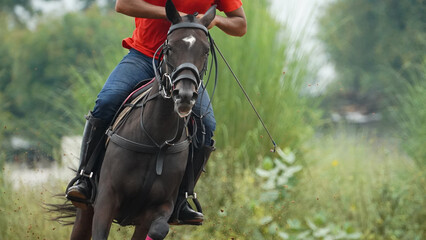 Fototapeta na wymiar young polo horse under training