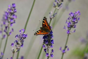 Small tortoiseshell butterfly (Aglais urticae) perched on lavender plant in Zurich, Switzerland