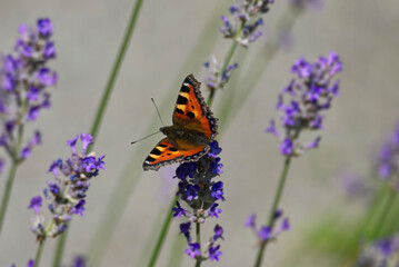 Obraz premium Small tortoiseshell butterfly (Aglais urticae) perched on lavender plant in Zurich, Switzerland
