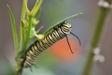 Oruga de mariposa monarca