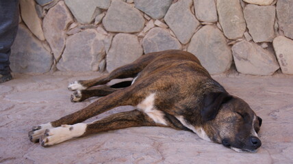 animal, mammal, nature, wildlife, wild, dog, lion, fur, brown, cub, bear, wolf, cat, carnivore, animals, predator, baby, young, resting