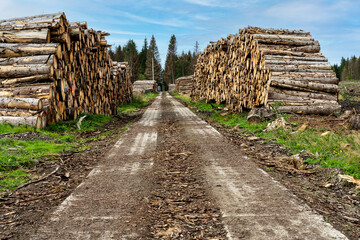 Holzpolter und ehemaliger Kolonnenweg bei Sorge