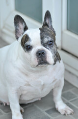 dog or french bulldog, French bulldog