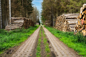 Holzpolter und ehemaliger Kolonnenweg bei Sorge