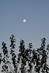 Moon Above a Tree