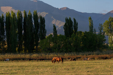 horses in the mountains