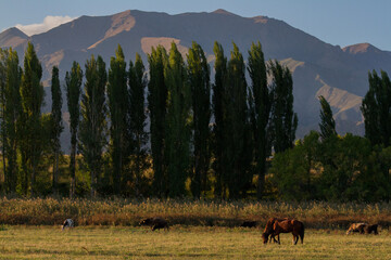 horses in the mountains