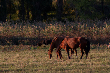 horse in the meadow
