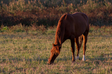 horse and foal