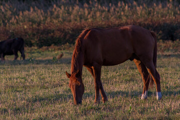horses in the meadow
