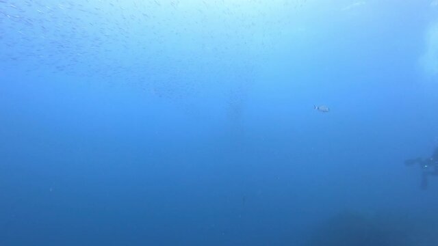 Underwater life - Little tunny shoal chasing  a little fishes baitball