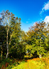 Autumn woodland colours