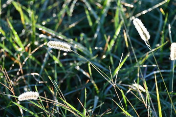 Frost on Foxtail Grass