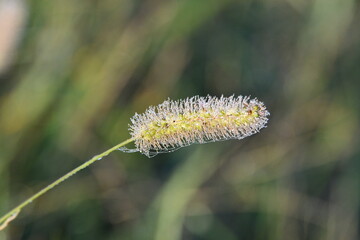 Frost on Foxtail Grass