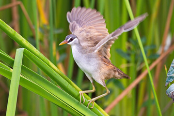 Crake and rail water birds