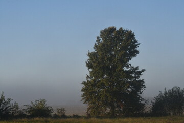 Obraz premium Tree in Fog