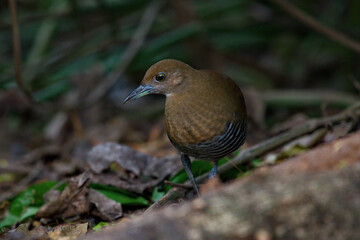Crake and rail water birds