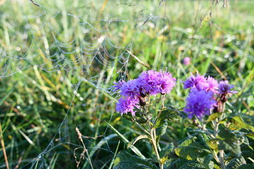 Frost on Purple Flowers in a Field