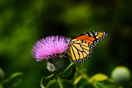 Colorful orange and black butterfly insect landing on pink thistle in Spring, Lake of the Ozarks