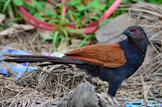 lesser and greater coucal