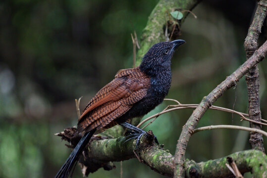 lesser and greater coucal