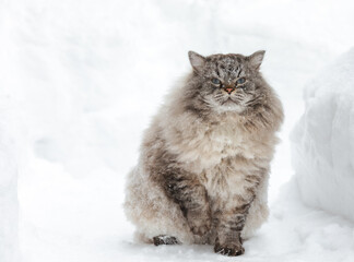 Neva Masquerade colorpoint Siberian cat in snow