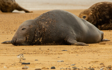 Grey Seal resting on beach