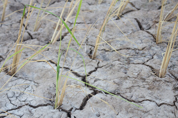 jasmine rice seedlings