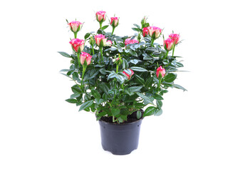 Rose in a pot isolated on a white background. Bush of rose. Blooming rose