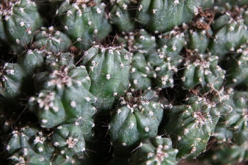 close up of cactus