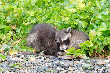 raccoons snuggling © ELINOR OSBORN